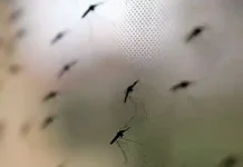 WHO approves first Malaria drug for babies