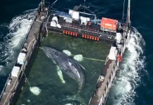 Whale ‘Timmy’ reaches Denmark in rescue effort — in pictures
