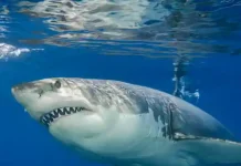 Australia: Man dies after shark attack off holiday island