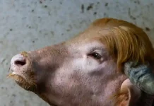 Buffalo with ‘Trump’ coiffure spared slaughter, moved to zoo