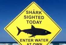 Man killed in shark attack off Western Australia