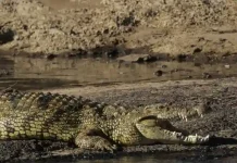 Israel clears way for crocodiles to stop prison breaks