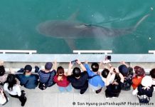 South Korea: Lost shark draws over half a million visitors