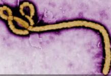 NIGER STATE GOVERNMENT INTENSIFIES SURVEILLANCE AGAINST EBOLA VIRUS DISEASE